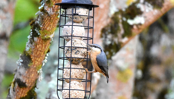 De l'oiseau à la boule de graine : aidez les oiseaux en hiver